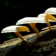 Illustration for article titled Amazonian Mushroom Eats Indestructible Plastics